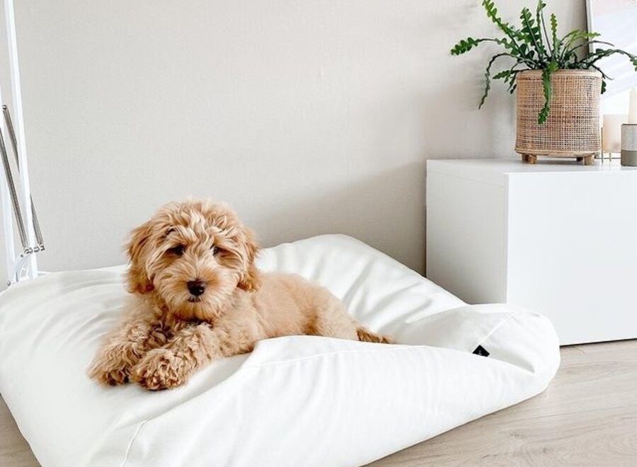 Dog bed white sand