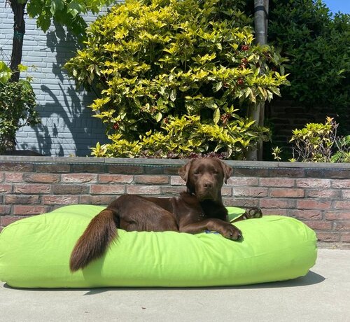 Dog's Companion Dog bed lime extra small