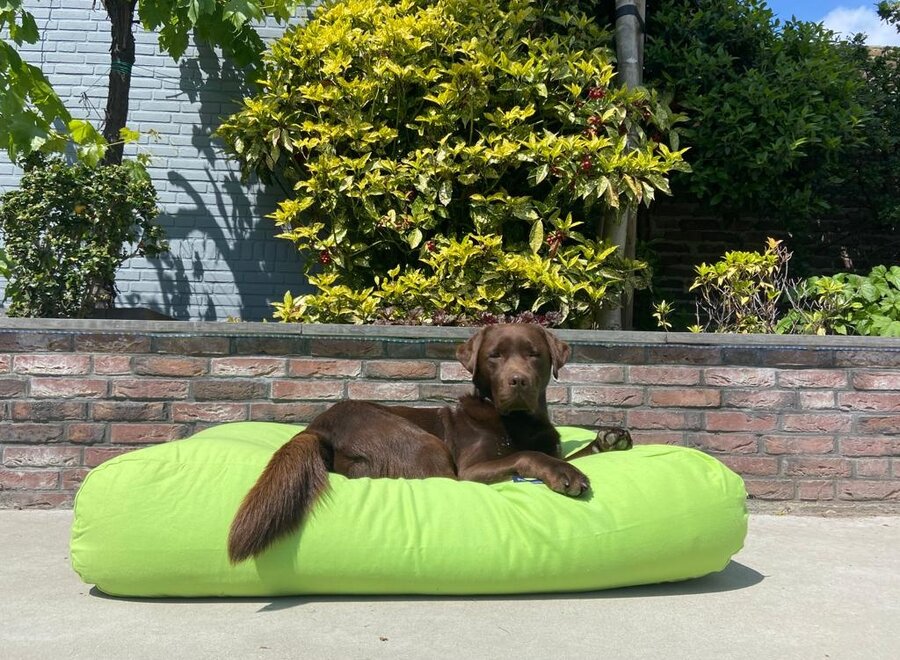 Dog bed lime medium