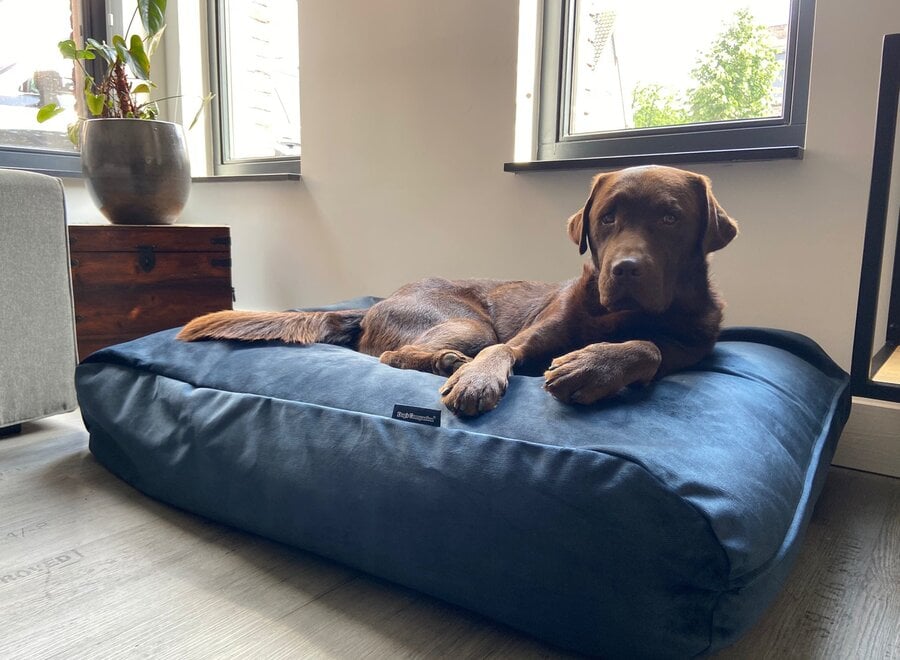 Dog bed Strong Midnight Blue Velvet