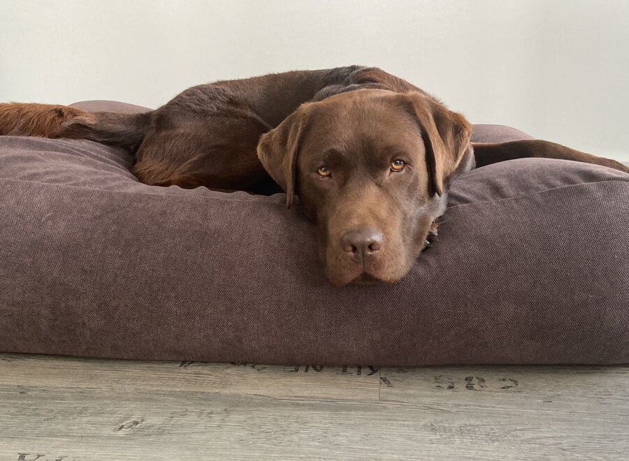 Dog bed Soft brown chenille velvet