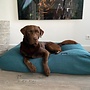 Dog bed Copenhagen petrol