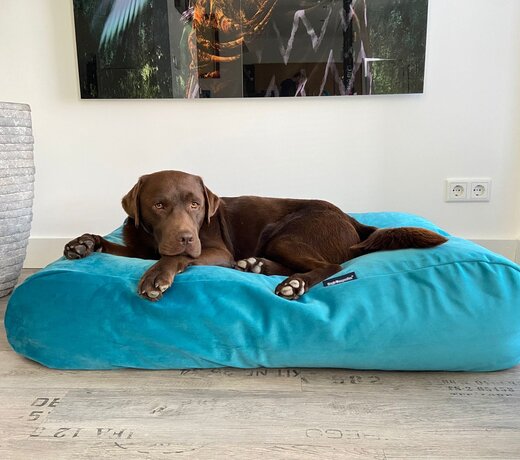 Velvet dog beds