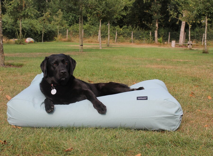 Dog bed ocean