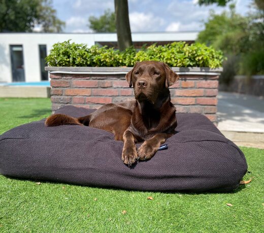 Upholstery dog beds