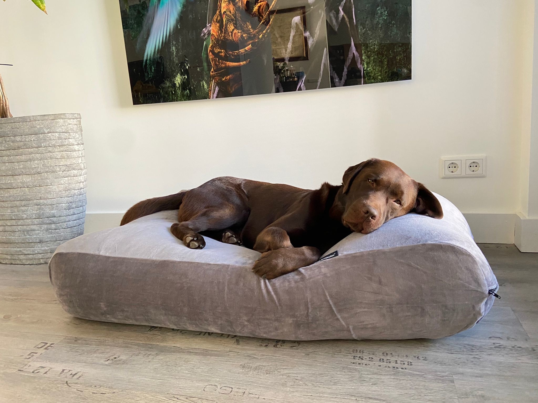 Dog bed Soft Velvet Grey Dog beds by Dog's Companion®