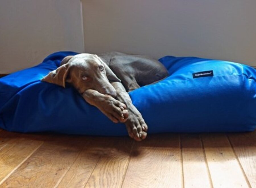 Dog bed cobalt blue coating