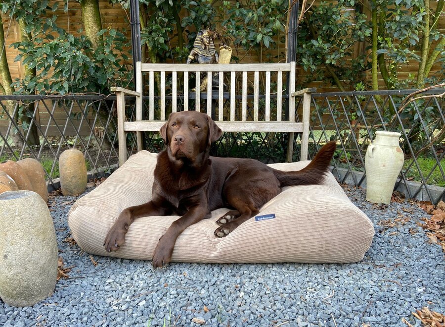 Dog bed liver double corduroy