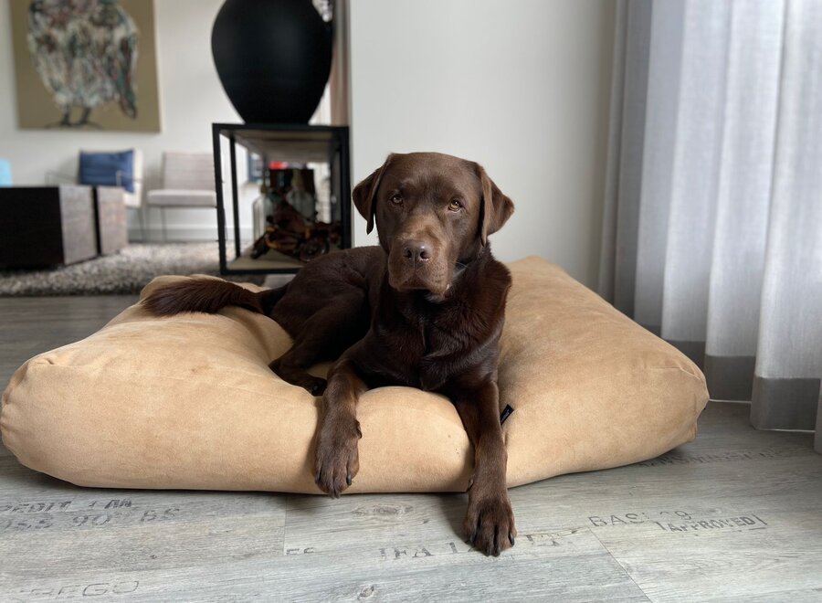 Dog bed moonlight chenille velours