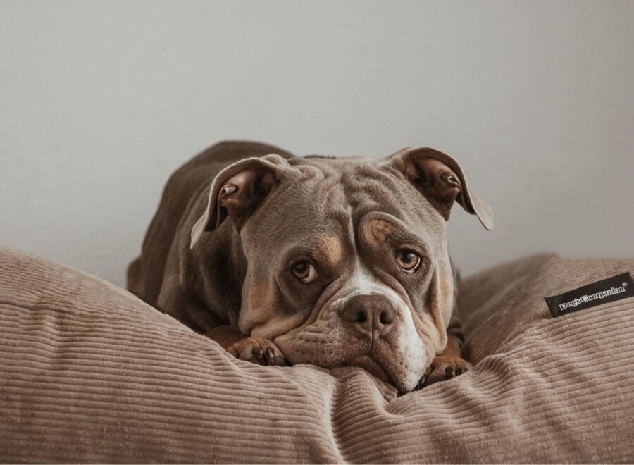 Dog bed camel corduroy