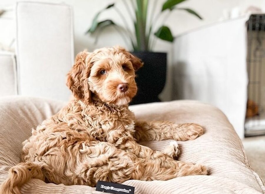 Dog bed camel corduroy