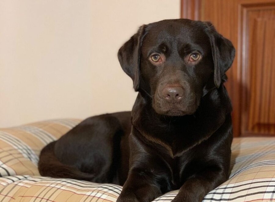 Dog bed country field medium