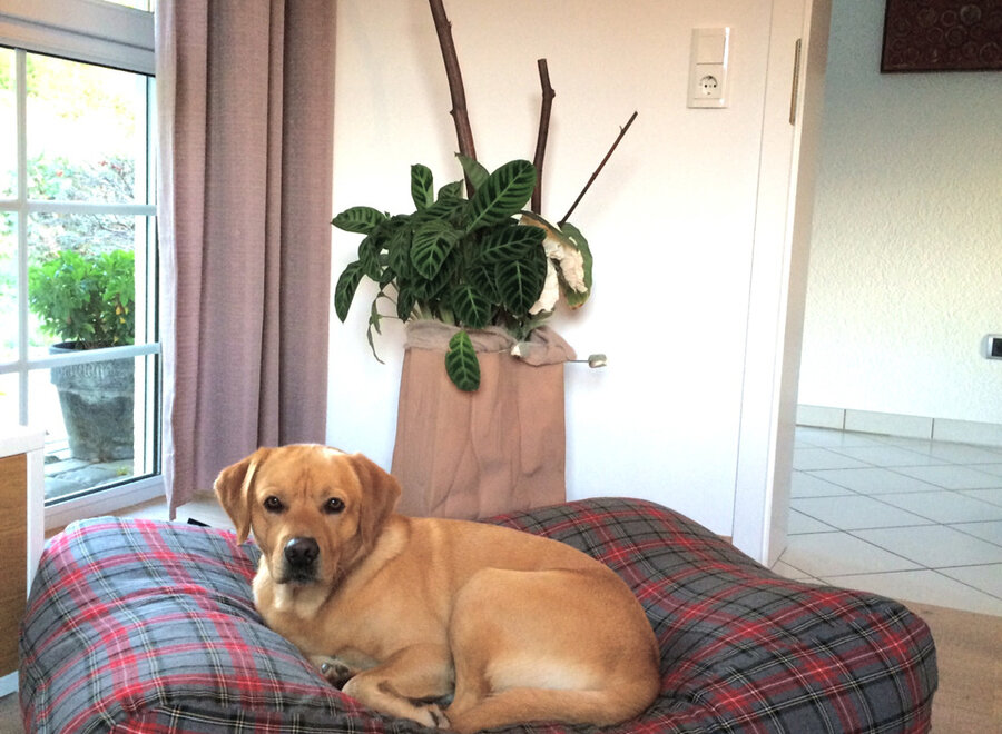 Dog bed scottish grey large