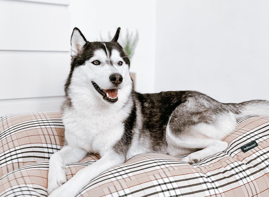 Dog bed country field