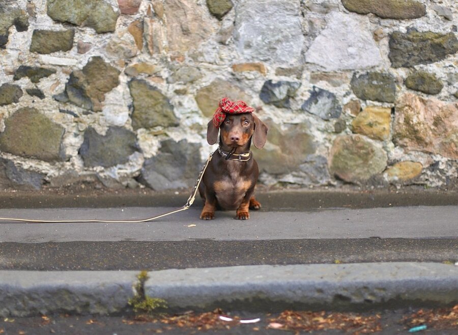Leather collar Dachshund