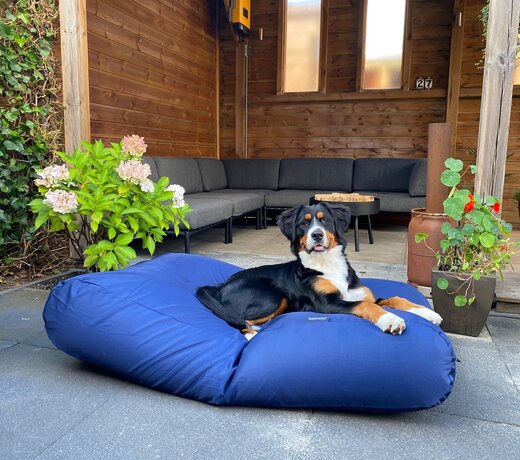 Coussins pour chiens bleu