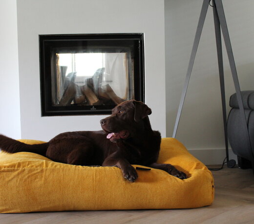 Dog beds yellow
