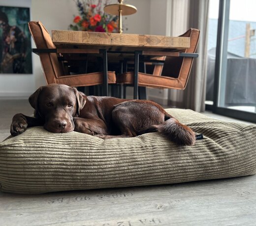 Coussins pour chiens vert