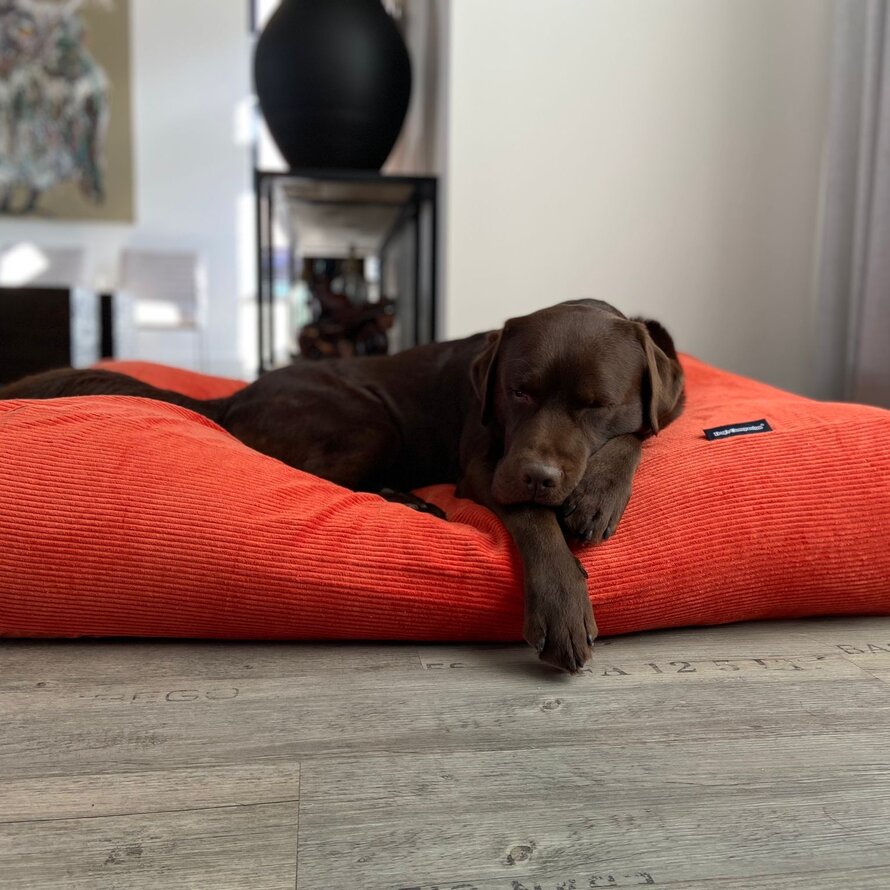 Dog beds orange
