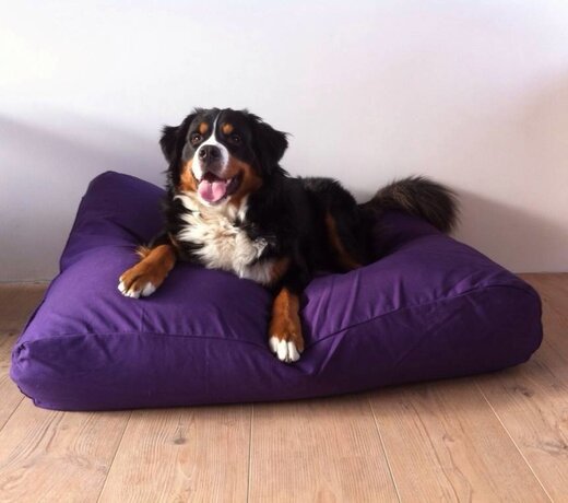 Dog beds purple