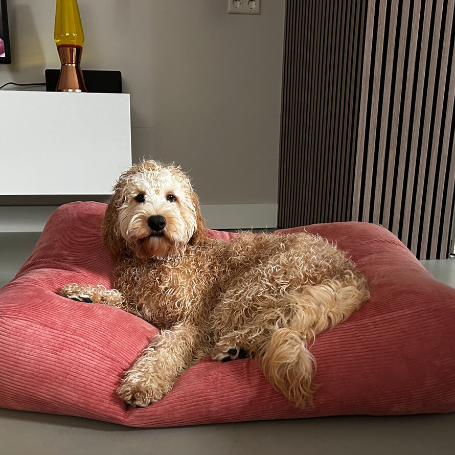 Dog beds pink