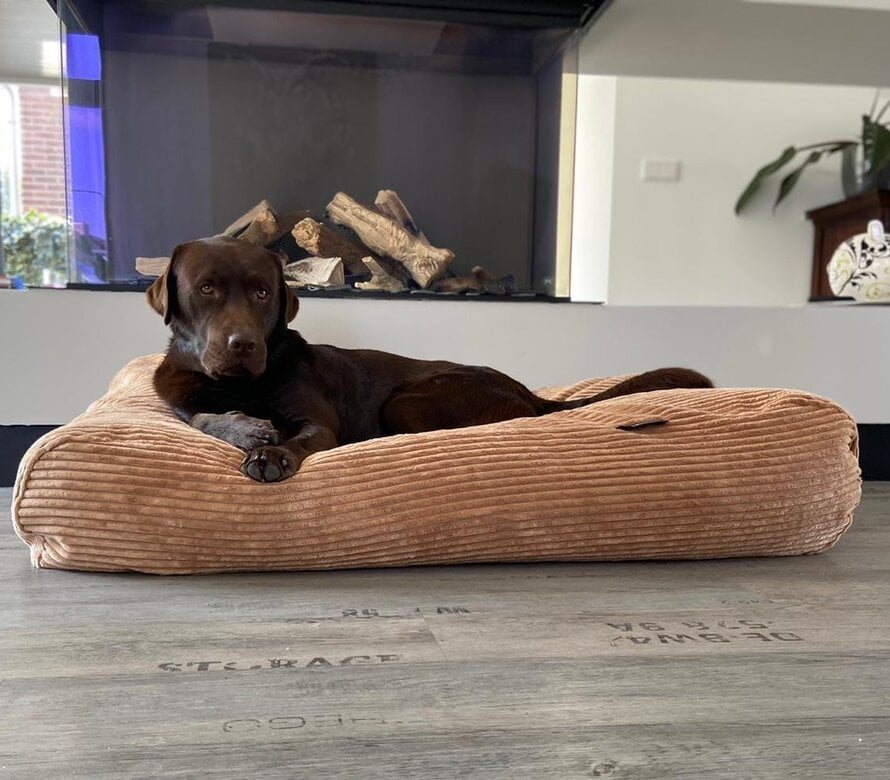 Dog bed large