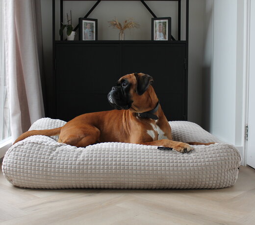 Coussins pour Chien en Velours 100 % Polyester | Luxueux, Durables & Confortables | Housses Amovibles et Lavables | Couleurs Élégantes | Parfaits pour Tous les Intérieurs et un Soutien Optimal | DogsCompanion.com