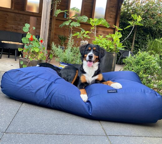 Coussins pour chiens coating antisalissure