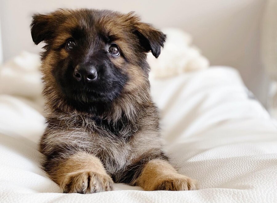 Lit pour chien ivory leather look extra small