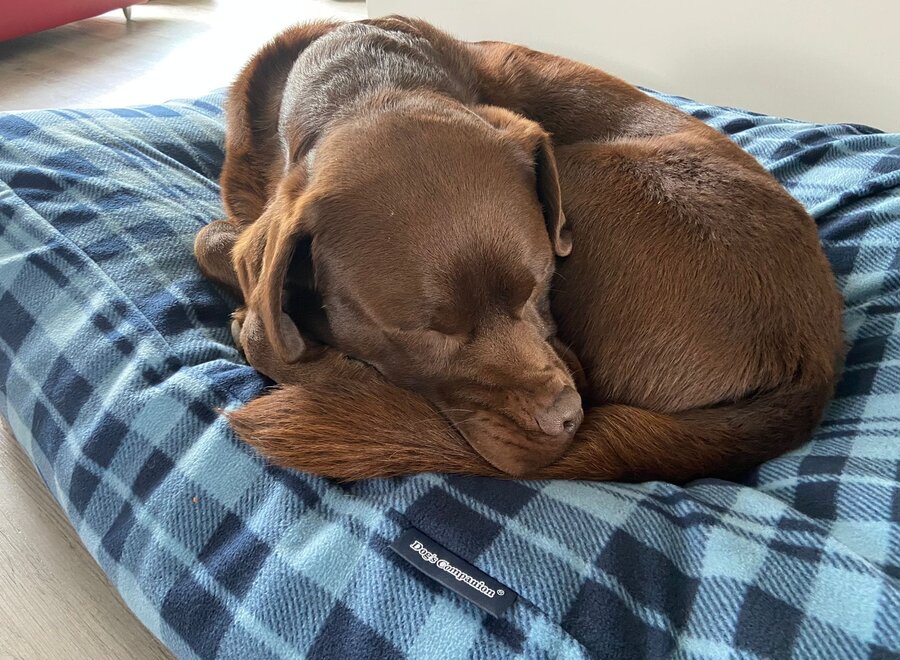 Lit pour chien fleece cosy blue extra small