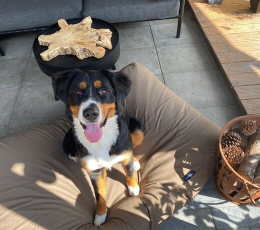 Bring Autumn Vibes to Your Home with Our Dog Cushions in Black, Brown, Grey and Camel – Comfort for Your Dog, Style for Your Home