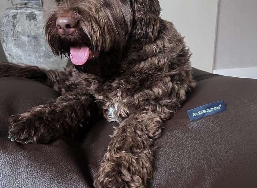 Lit pour chien chocolat leather look superlarge