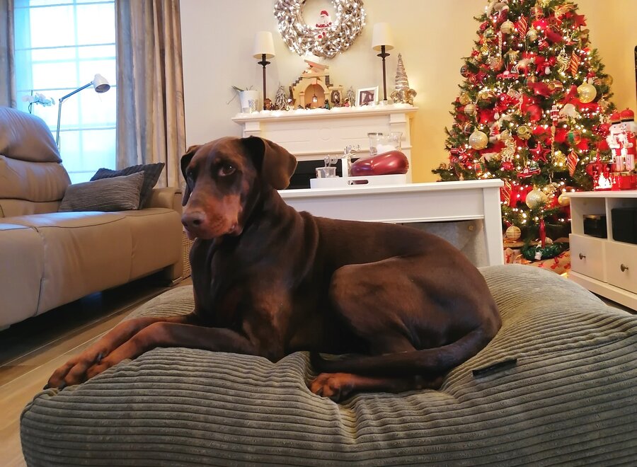 Lit pour chien olive giant velours côtelé small