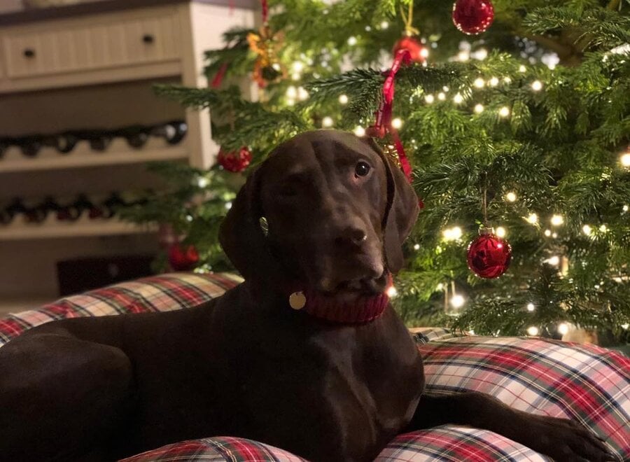 Dog bed dress stewart medium