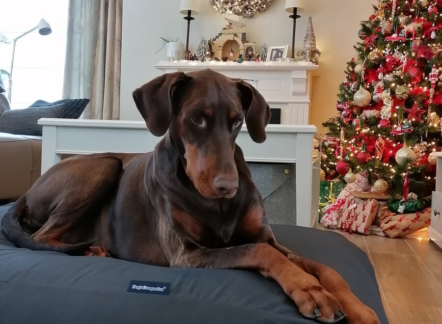 Dog bed anthracite medium