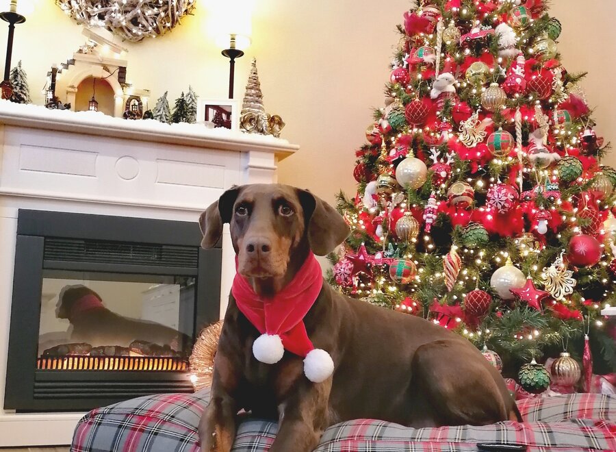 Dog bed Scottish grey