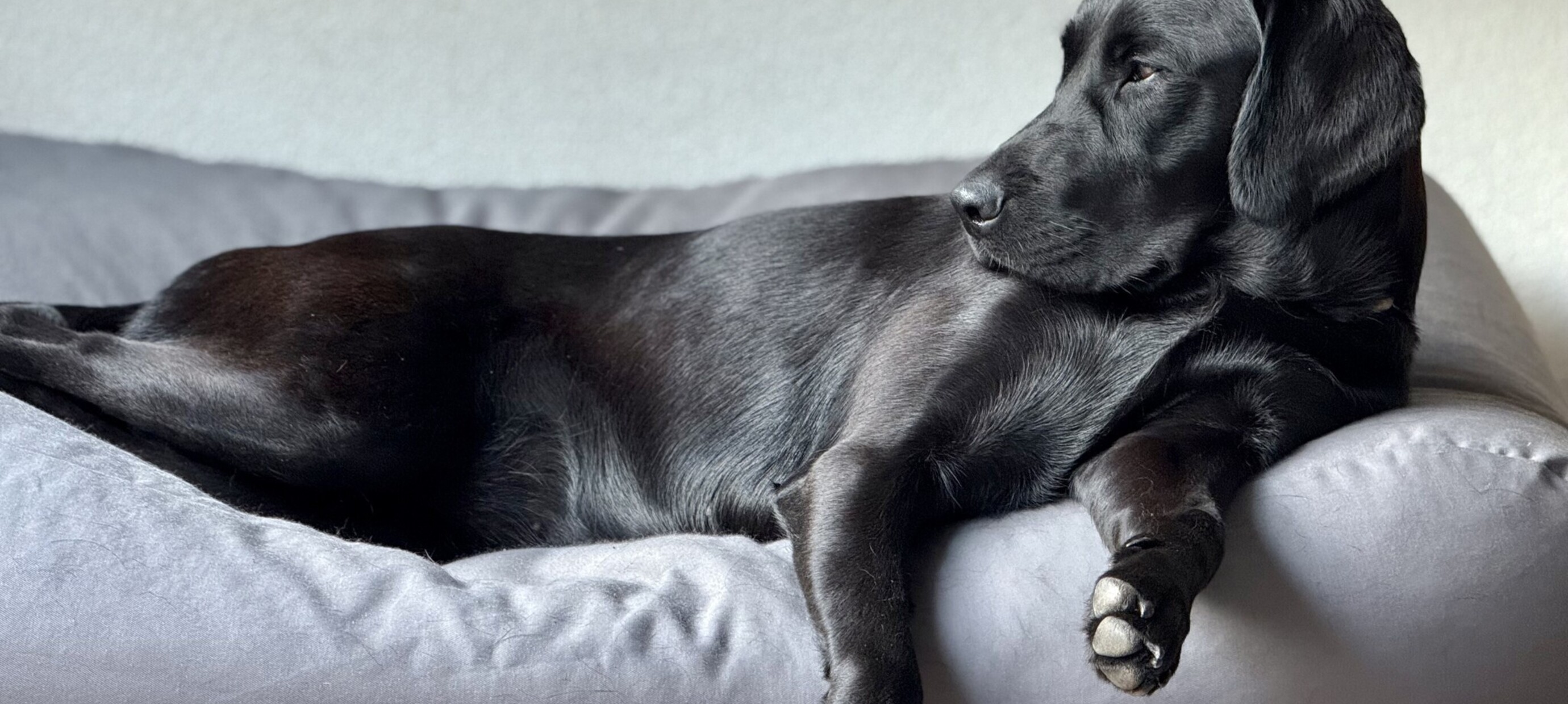 Coussin pour chien lavable et anti-acariens : le choix hypoallergénique