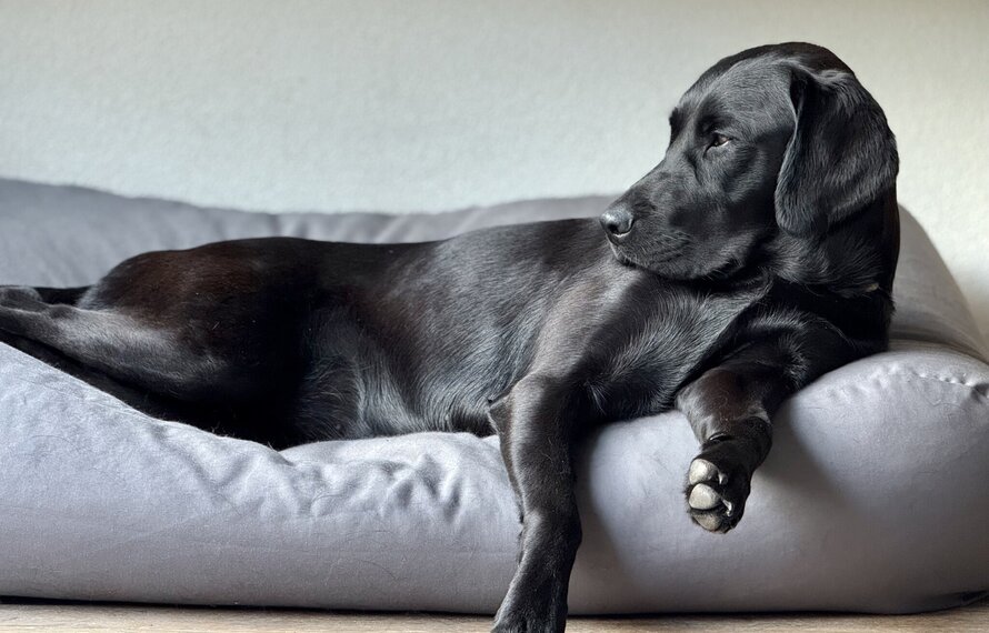 Coussin pour chien lavable et anti-acariens : le choix hypoallergénique