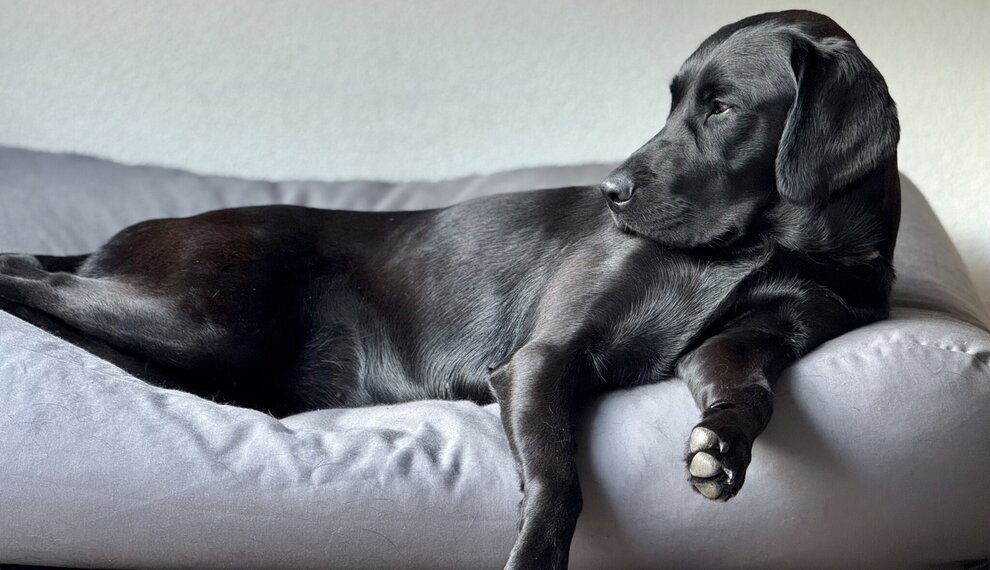Coussin pour chien lavable et anti-acariens : le choix hypoallergénique