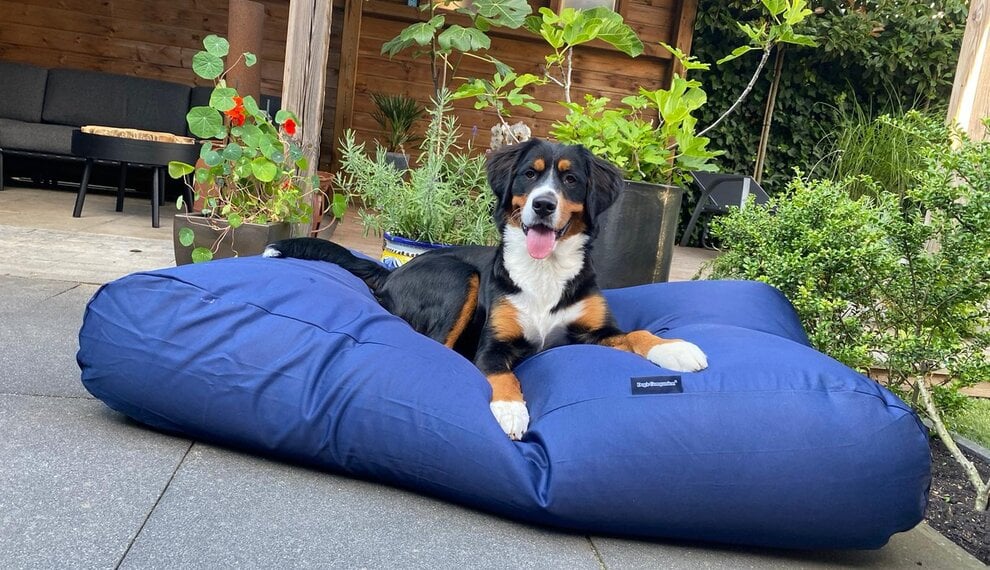 Coussin pour chien lavable et anti-acariens : le choix hypoallergénique