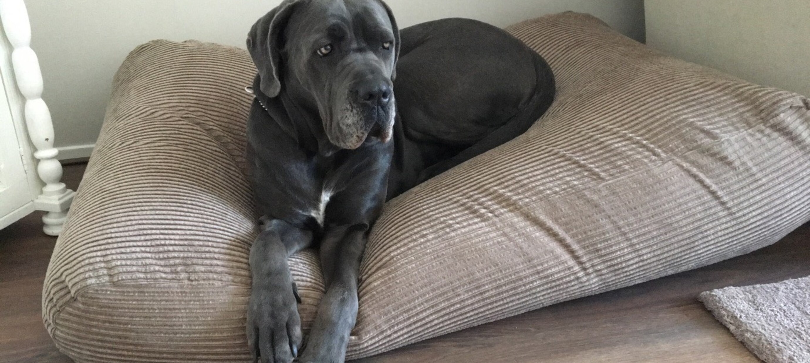 Coussin pour grand chien