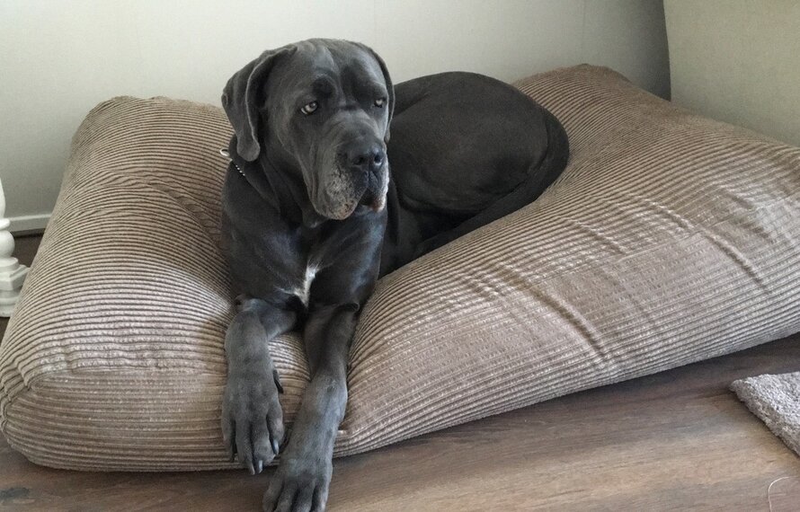 Coussin pour grand chien 
