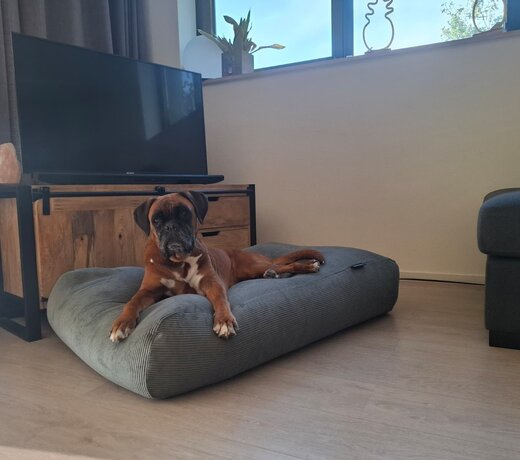 Dog beds corduroy