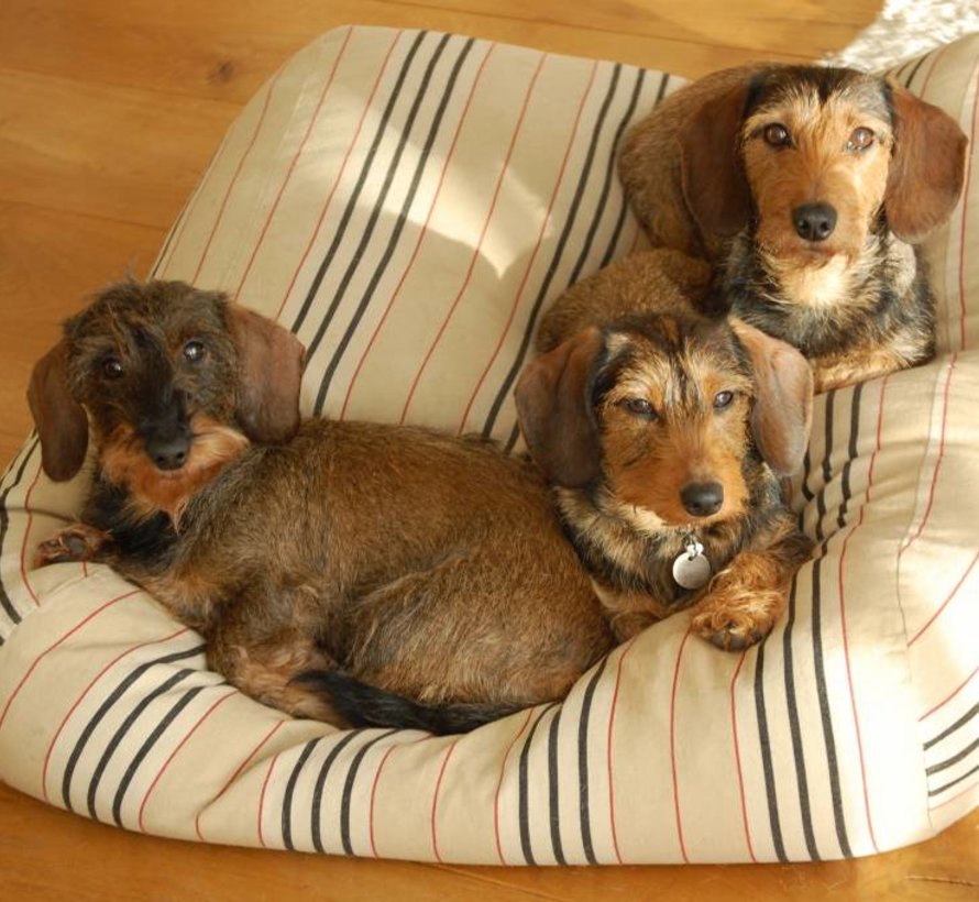 Dog bed Country Field (stripe)