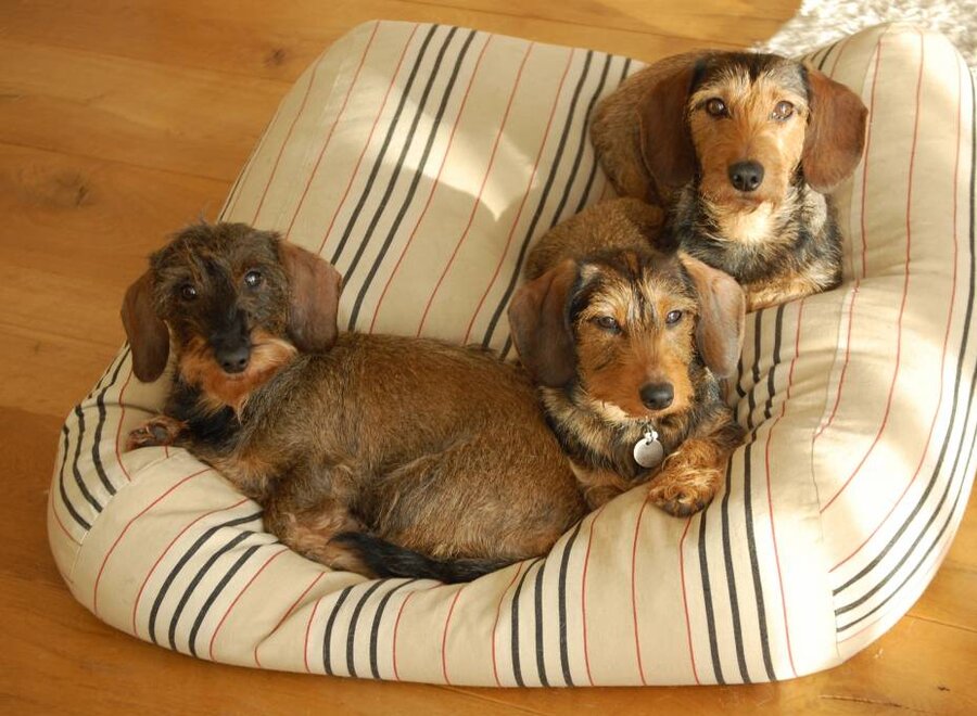 Dog bed country field stripe