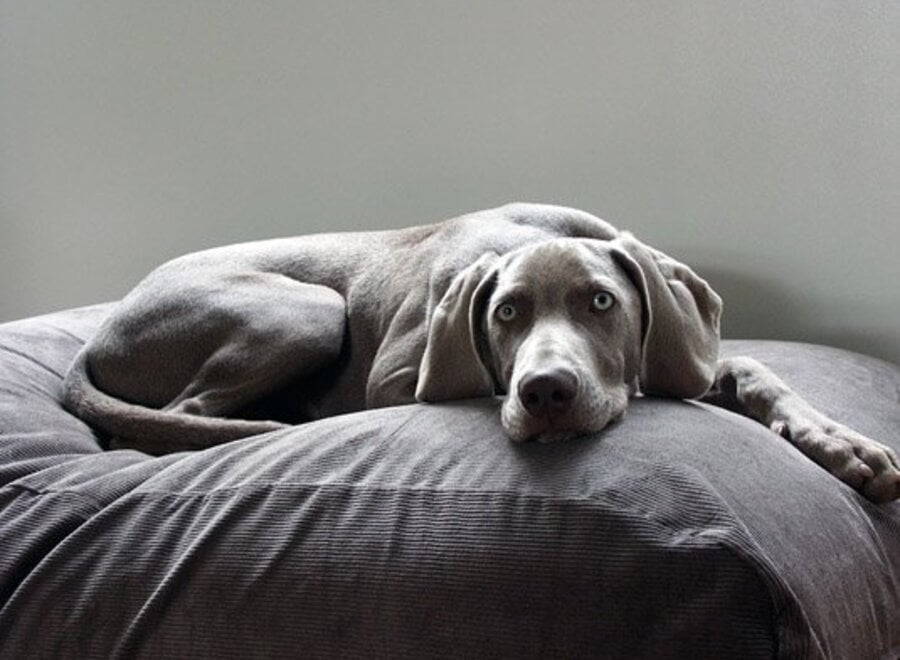 Dog bed mouse grey corduroy