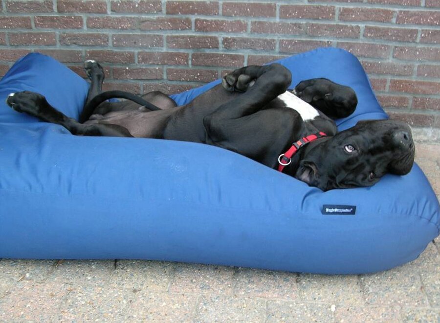 Dog bed cobalt blue coating