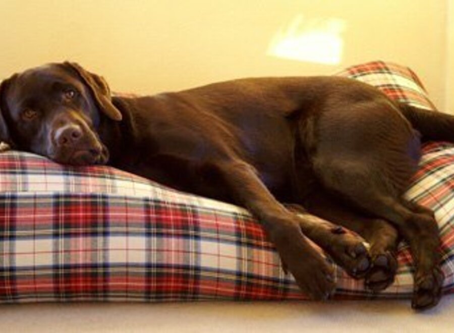 Dog bed dress stewart large
