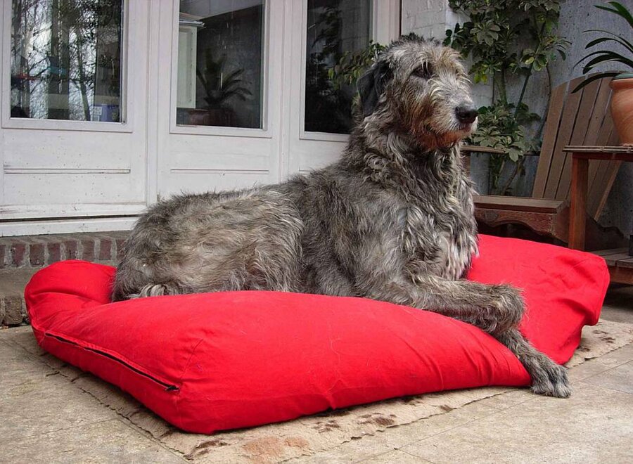 Lit pour chien rouge small