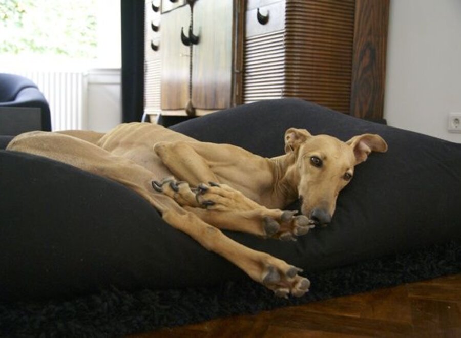 Dog bed black small
